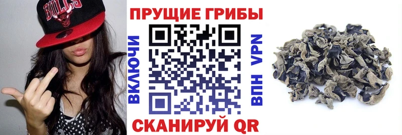 магазин наркотиков Старица Галлюциногенные грибы GOLDEN TEACHER